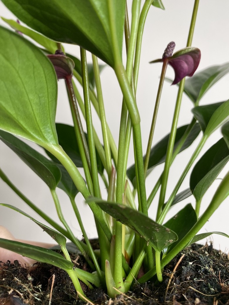 Anthurium Cirano