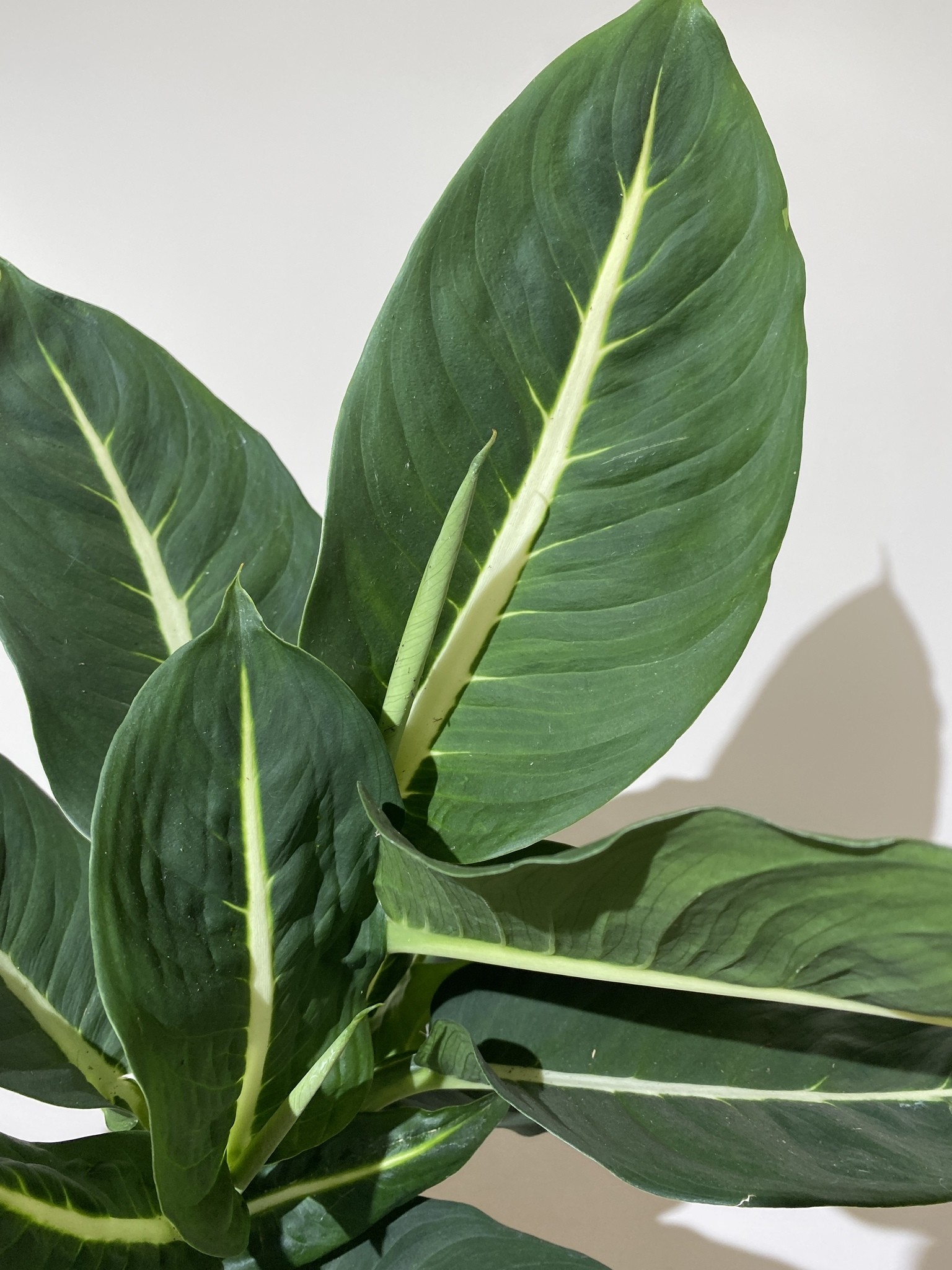 Dieffenbachia Green Magic