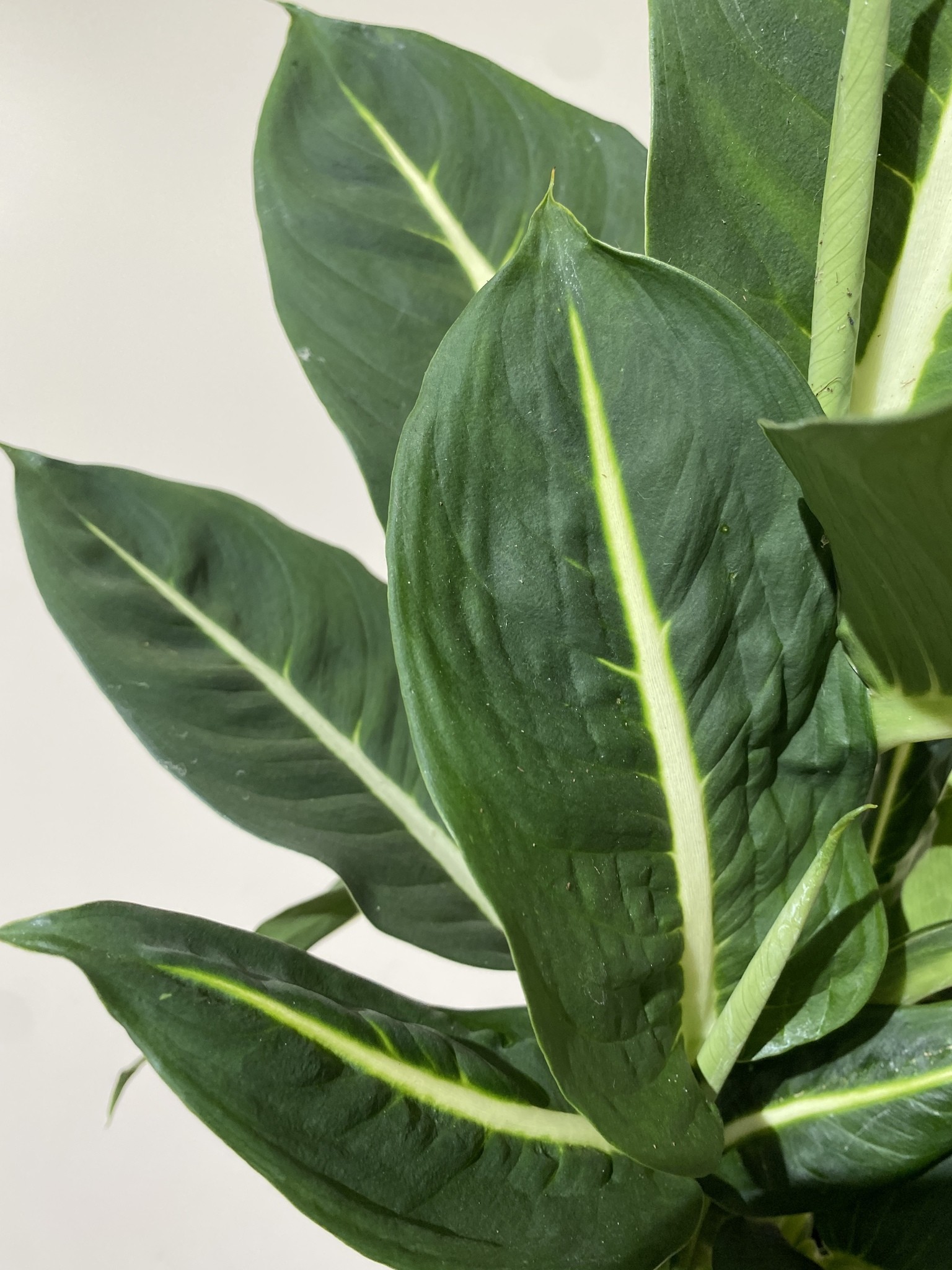 Dieffenbachia Green Magic