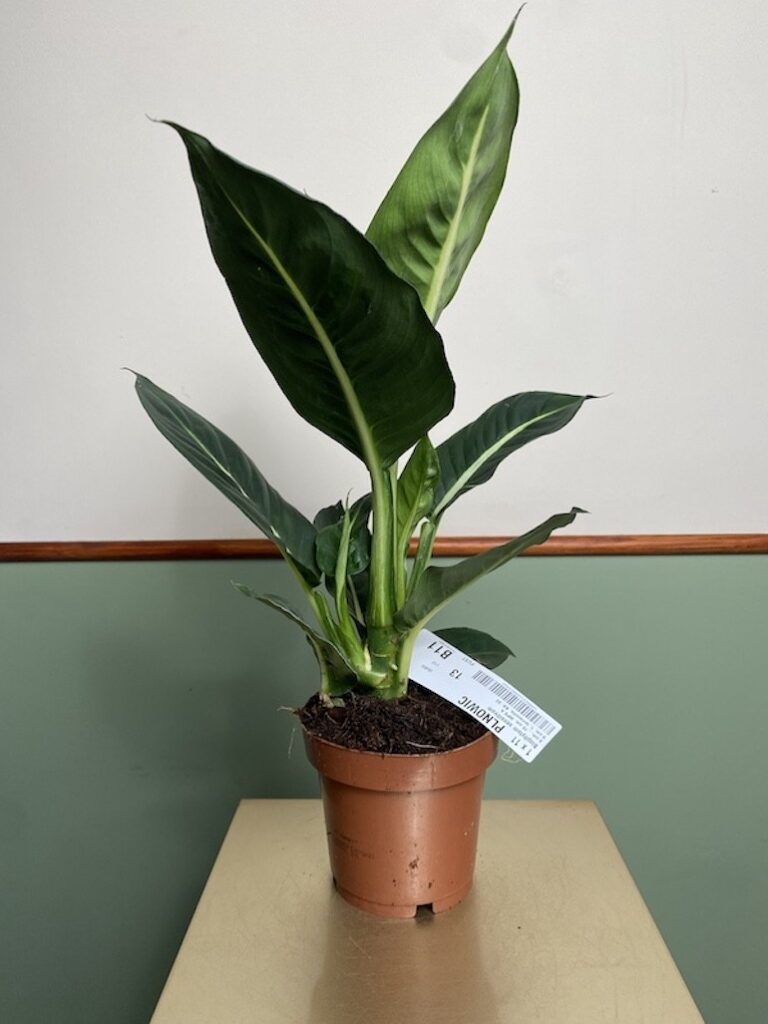 Dieffenbachia Green Magic