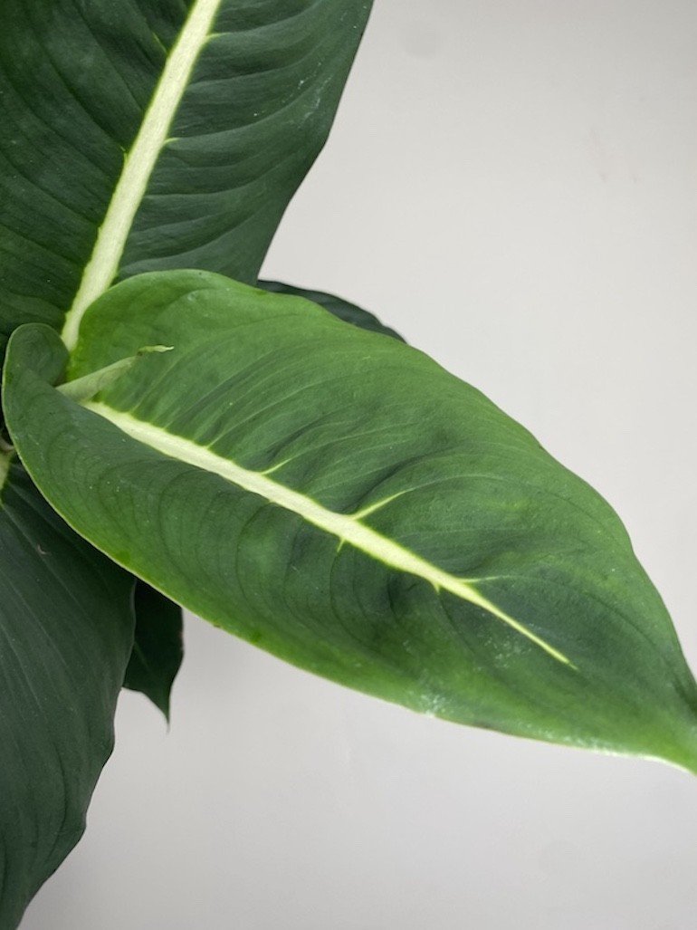Dieffenbachia Green Magic