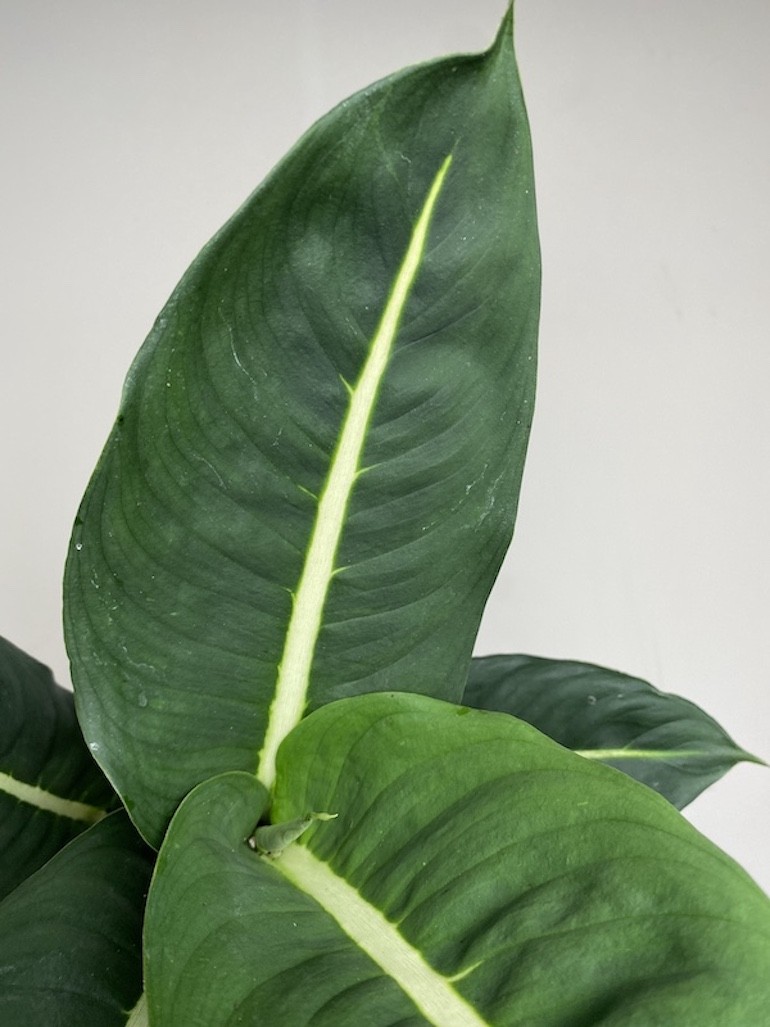 Dieffenbachia Green Magic