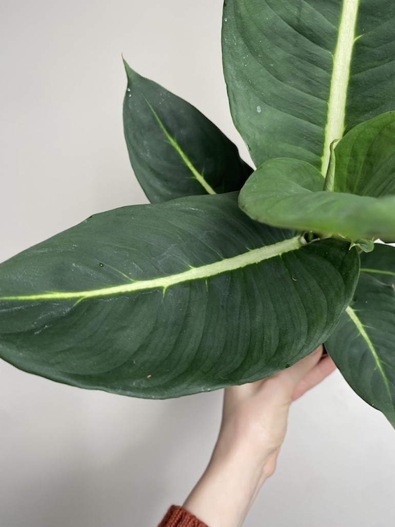 Dieffenbachia Green Magic