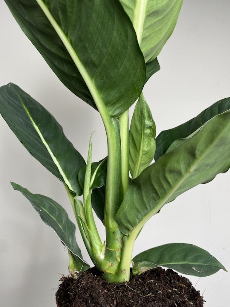 Dieffenbachia Green Magic