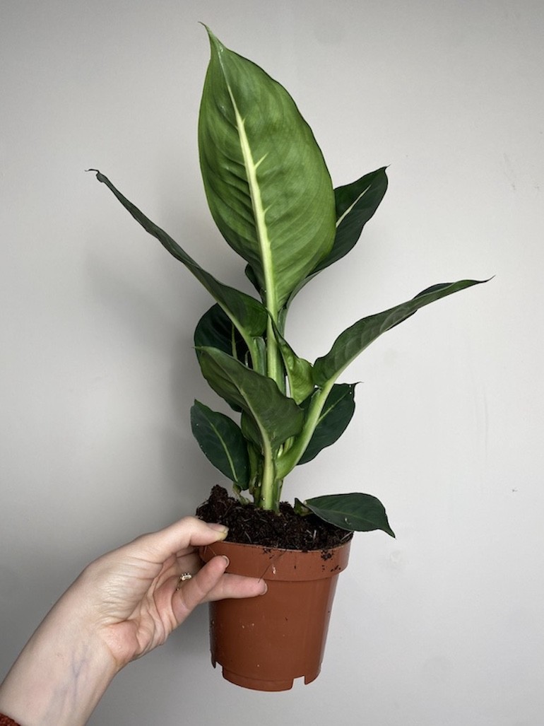 Dieffenbachia Green Magic
