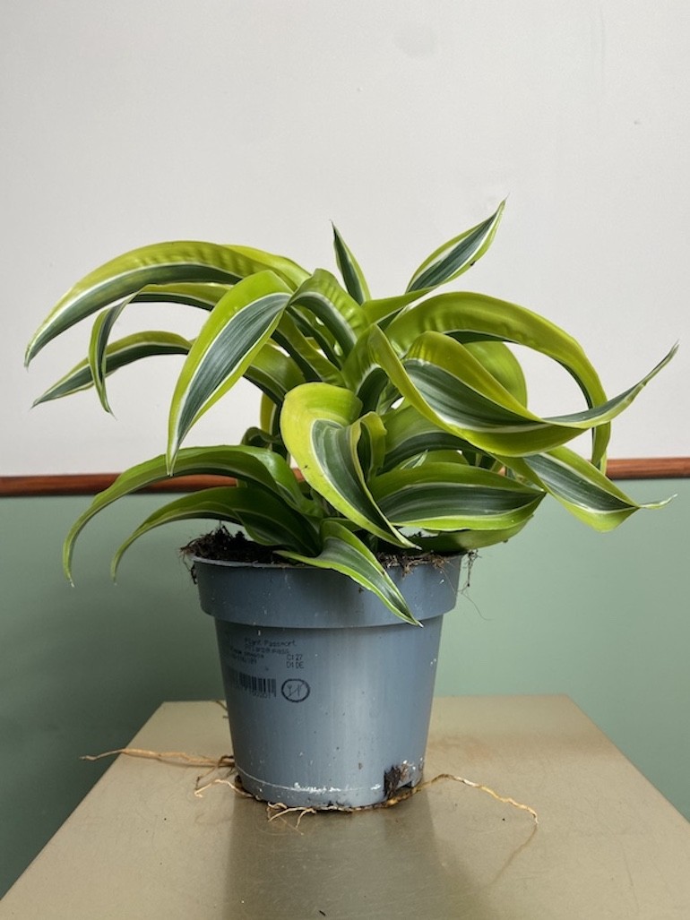 Dracena żółta