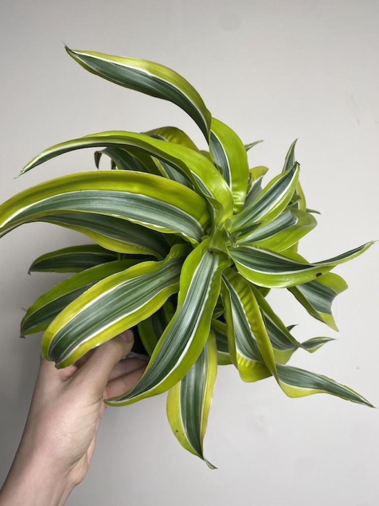 Dracena żółta