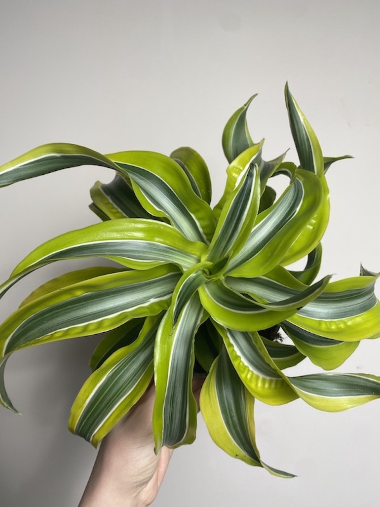 Dracena żółta