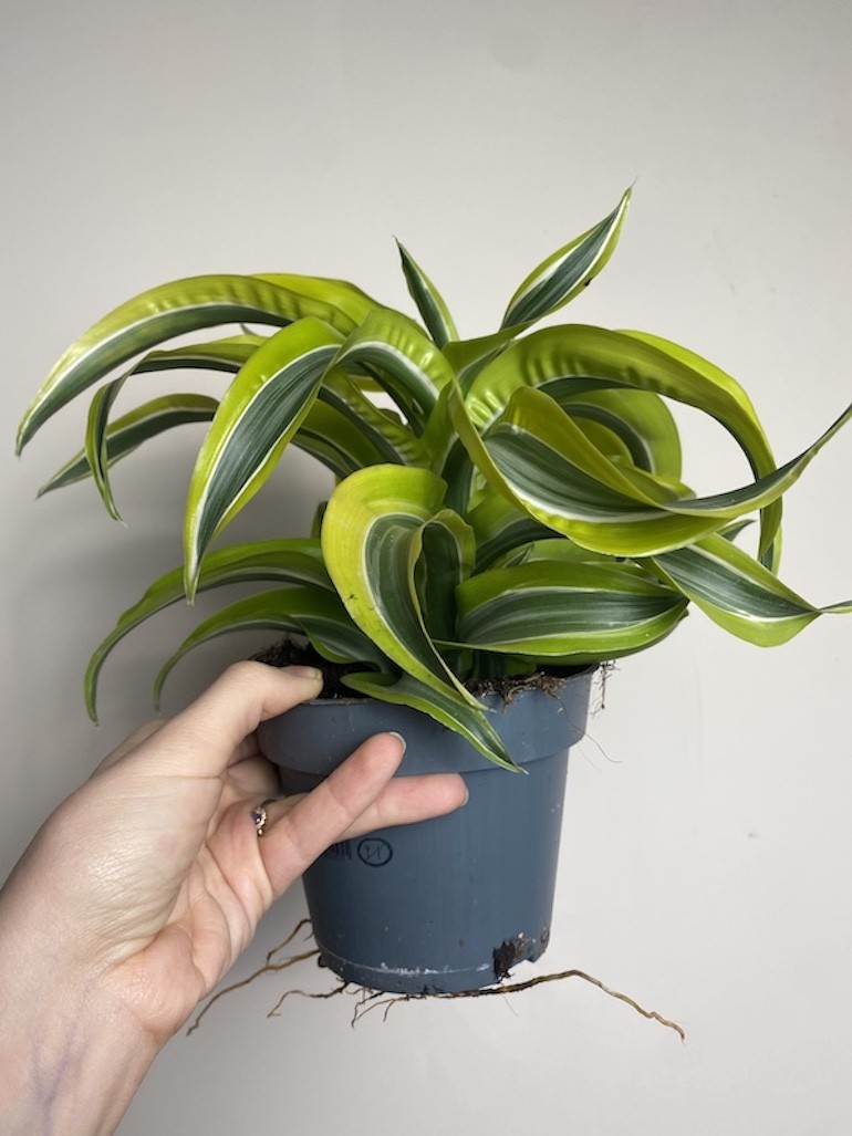 Dracena żółta