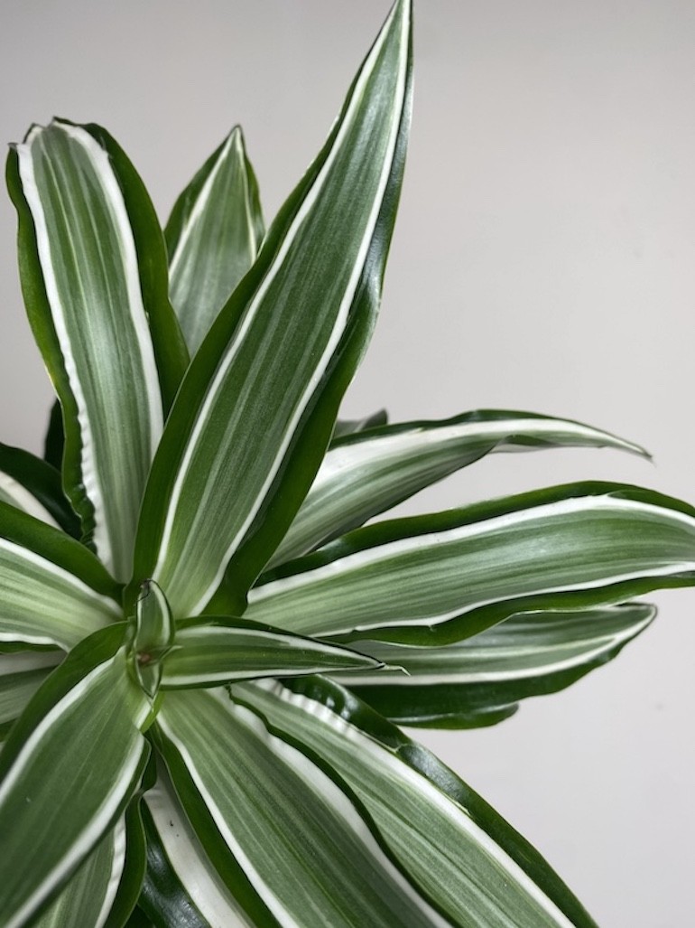 Dracena zielono biała