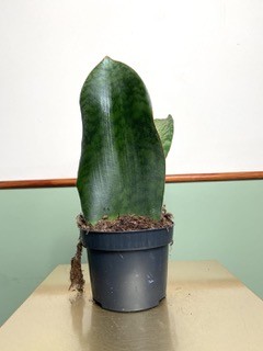 Sansevieria Victoria