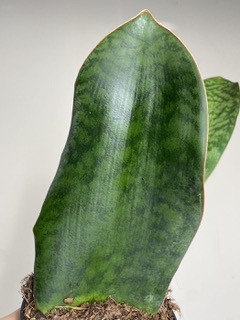 Sansevieria Victoria