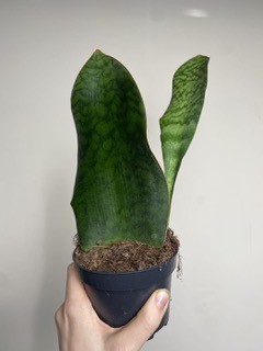 Sansevieria Victoria