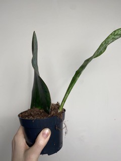 Sansevieria Victoria