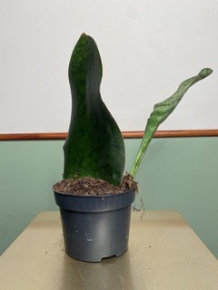 Sansevieria Victoria