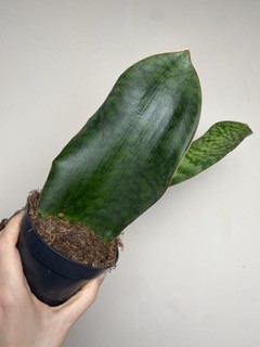 Sansevieria Victoria