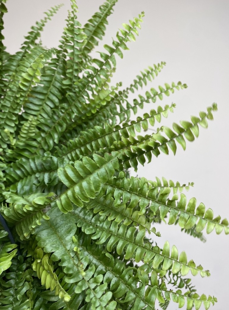 Nephrolepis Green Lady | Paproć