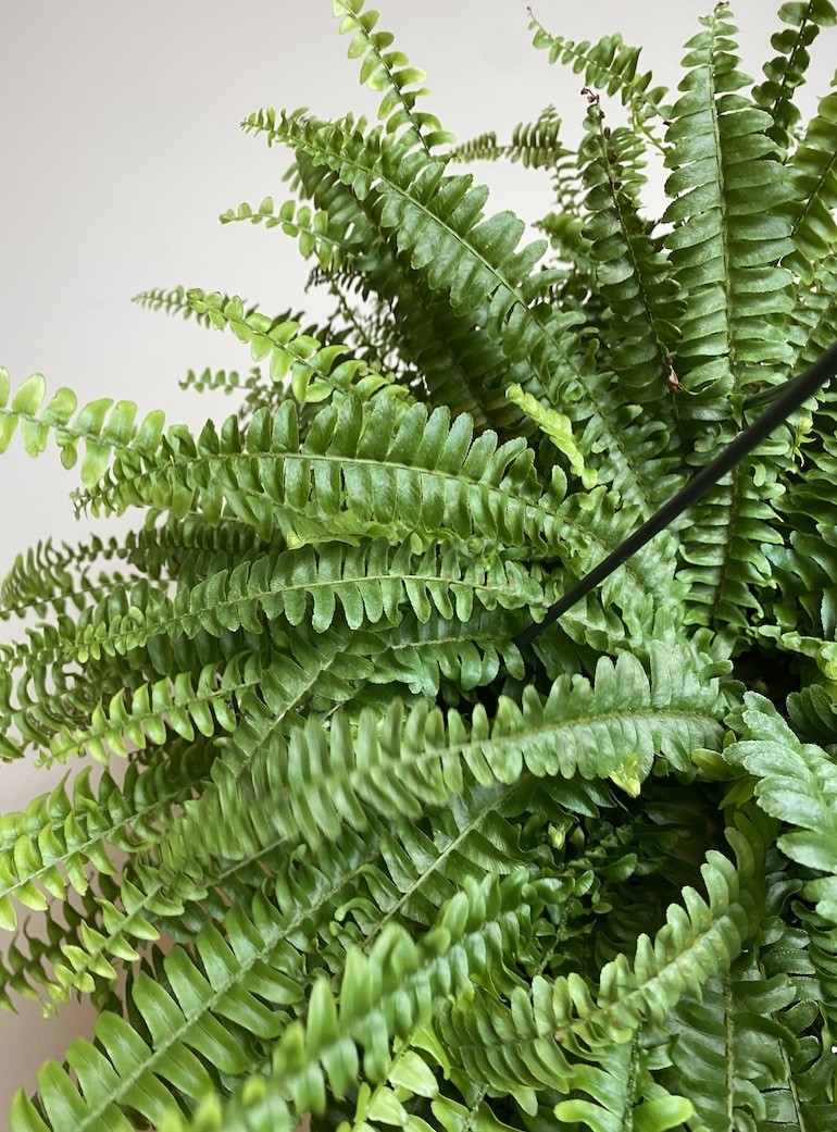 Nephrolepis Green Lady | Paproć