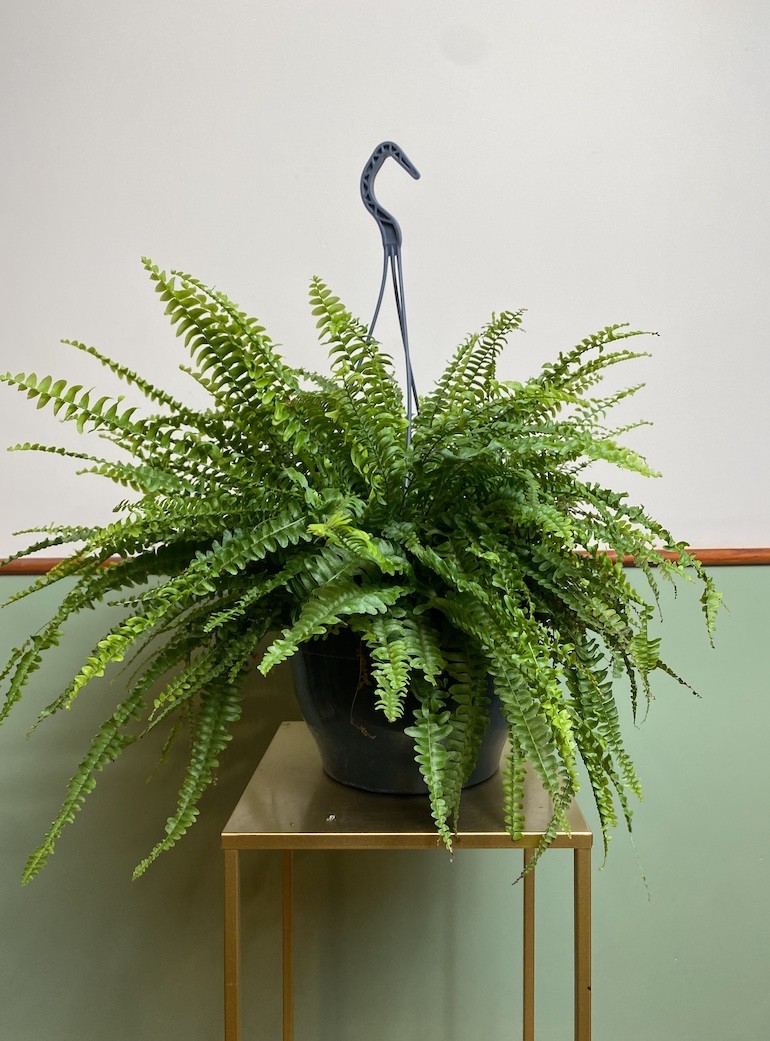 Nephrolepis Green Lady | Paproć