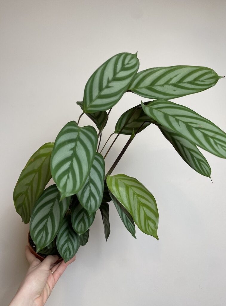 Ctenanthe sentosa Green Flag