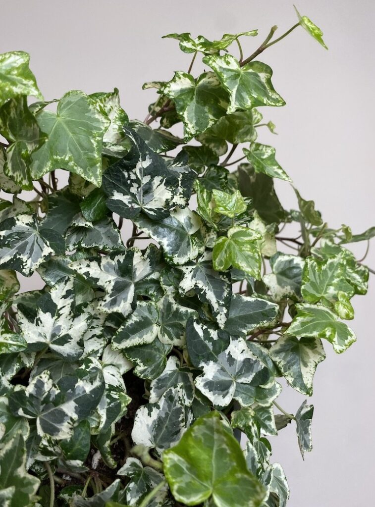 Hedera Harlekijn bluszcz