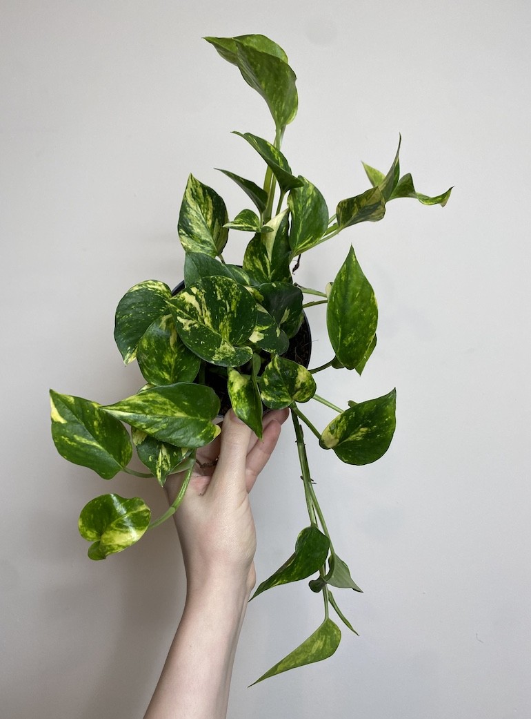 Epipremnum N’Joy Gold