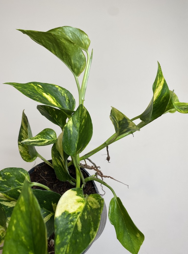 Epipremnum N’Joy Gold
