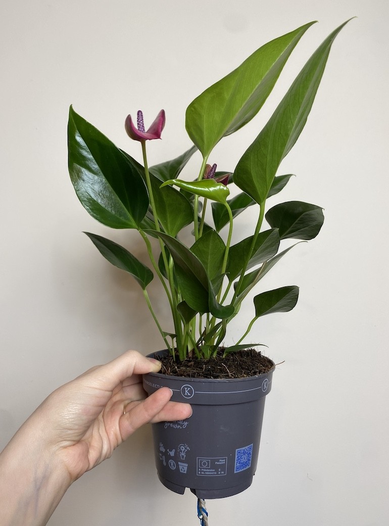 Anthurium Cirano