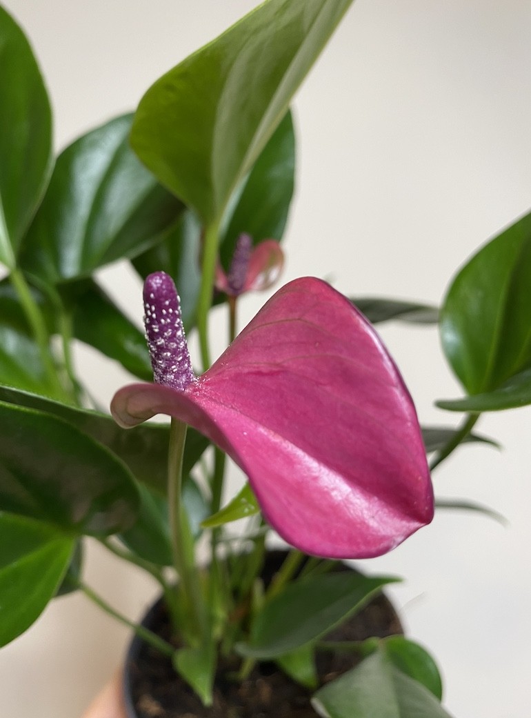 Anthurium Cirano