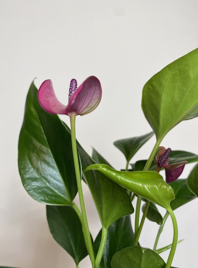 Anthurium Cirano