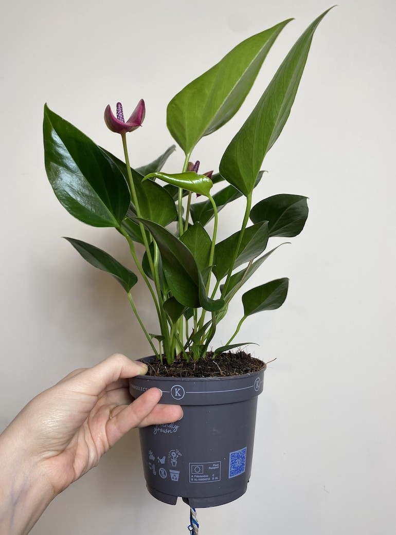 Anthurium Cirano