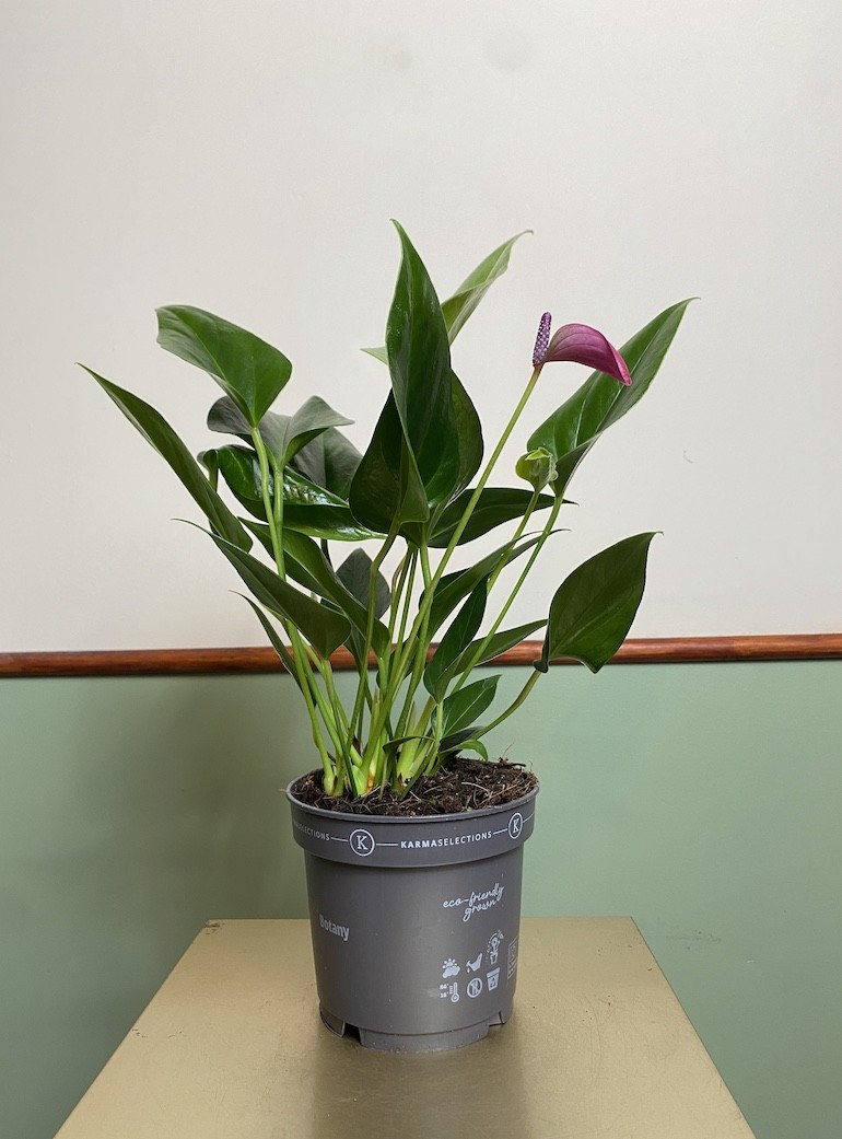 Anthurium Cirano