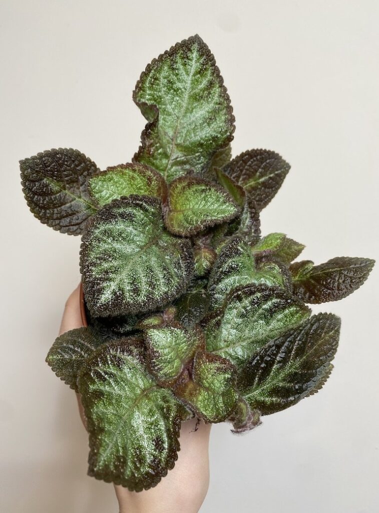 Episcia Pink Panther