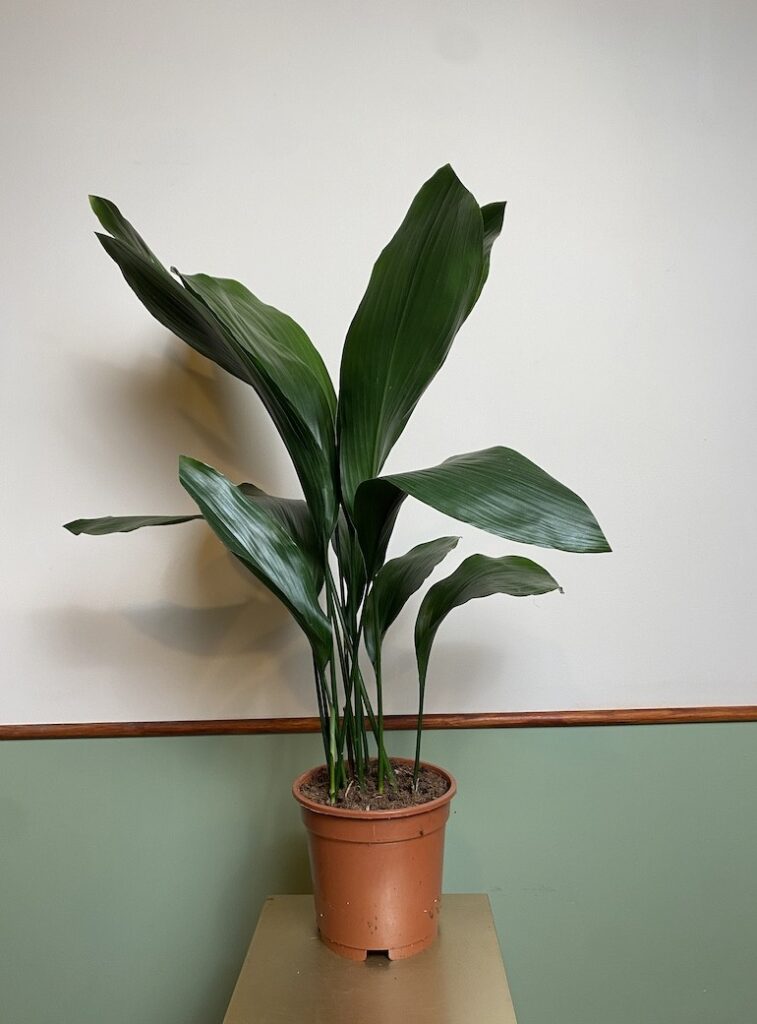 Aspidistra elatior