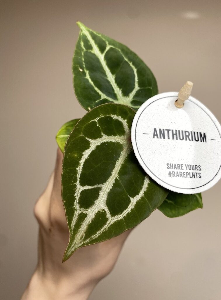 Anthurium Crystallinum