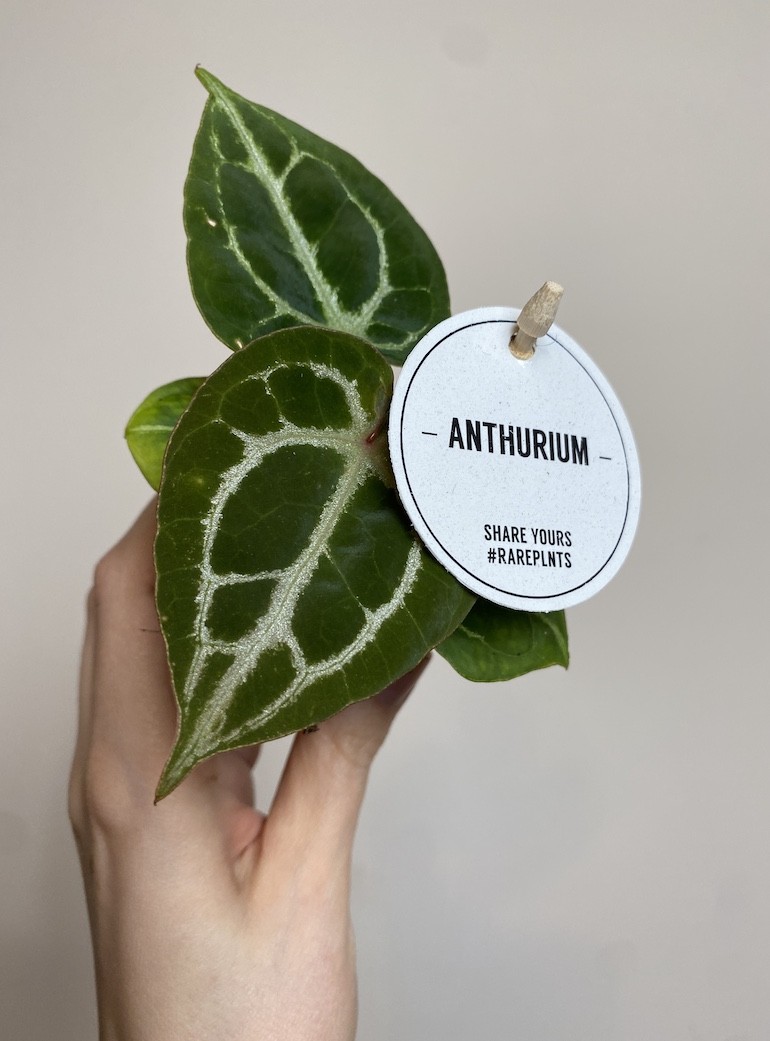 Anthurium Crystallinum