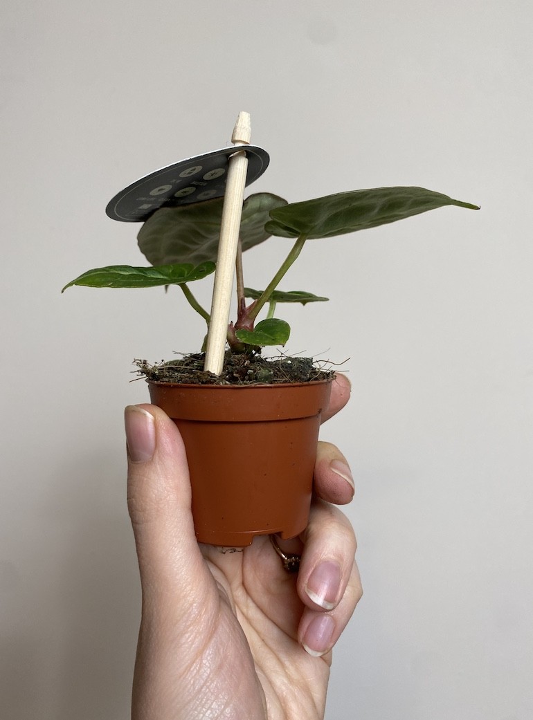 Anthurium Crystallinum
