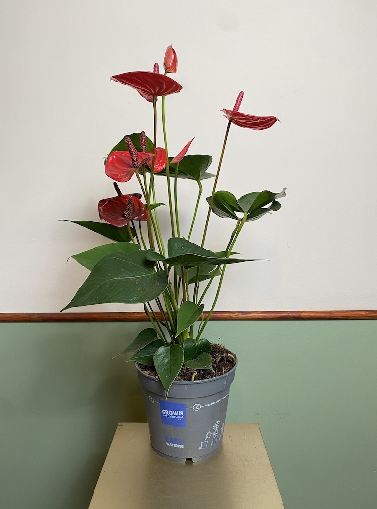 Anthurium Czerwone