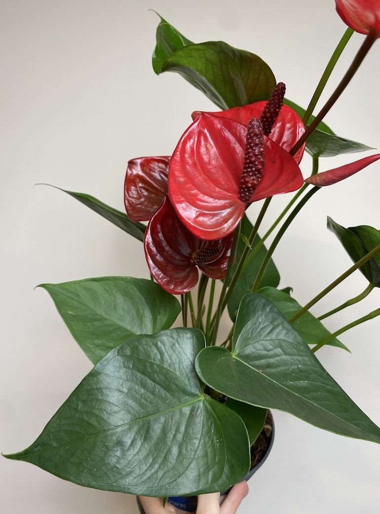 Anthurium Czerwone