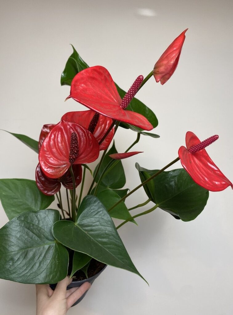 Anthurium Czerwone