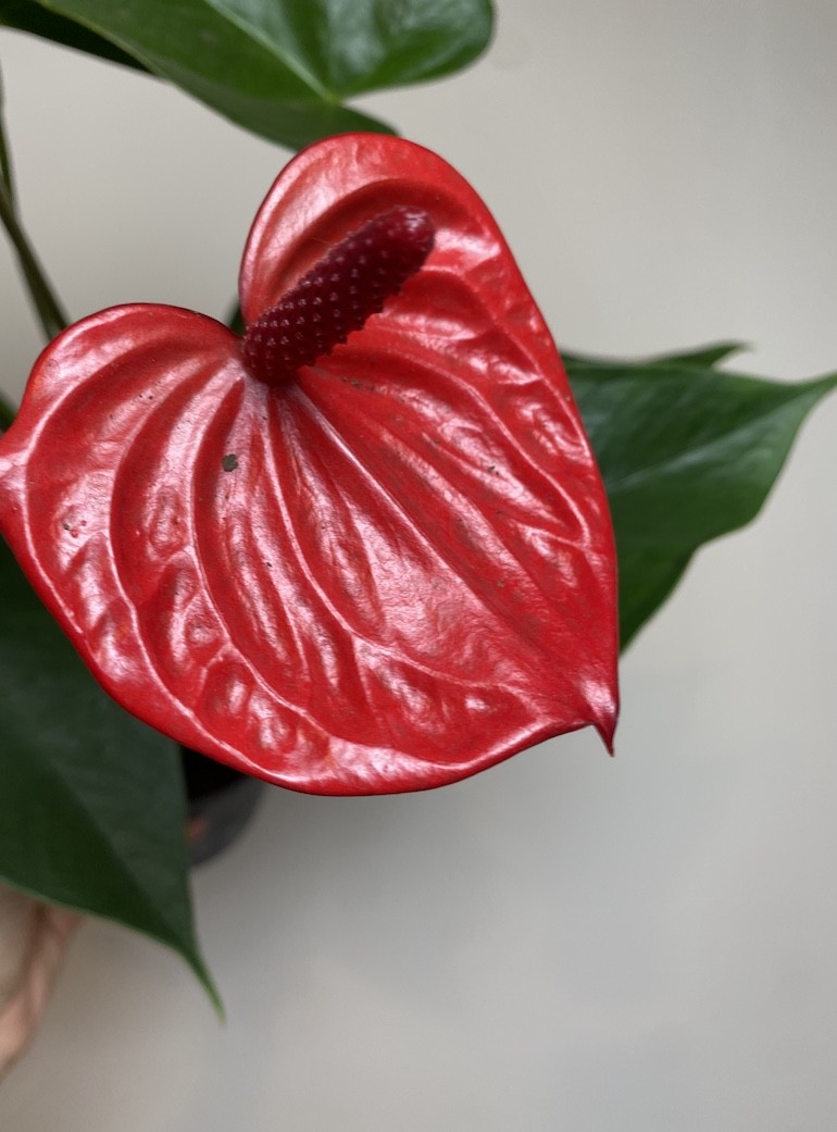 Anthurium Czerwone