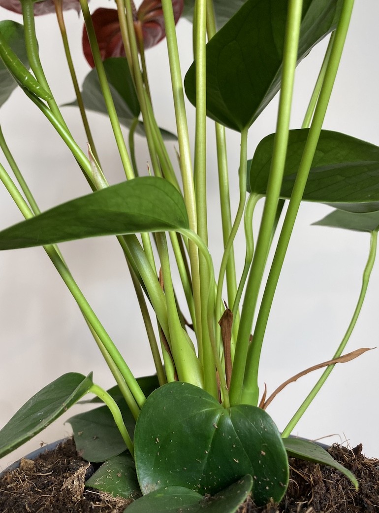 Anthurium Czerwone