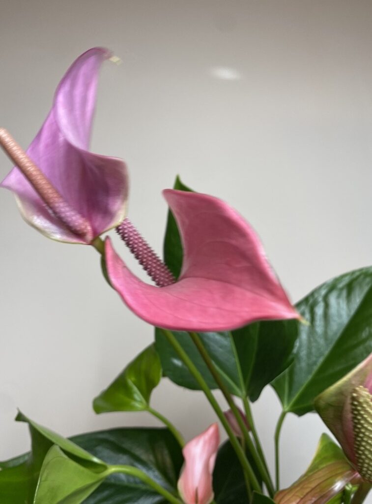 Anthurium Fioletowe