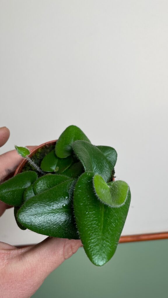 Hemionitis arifolia