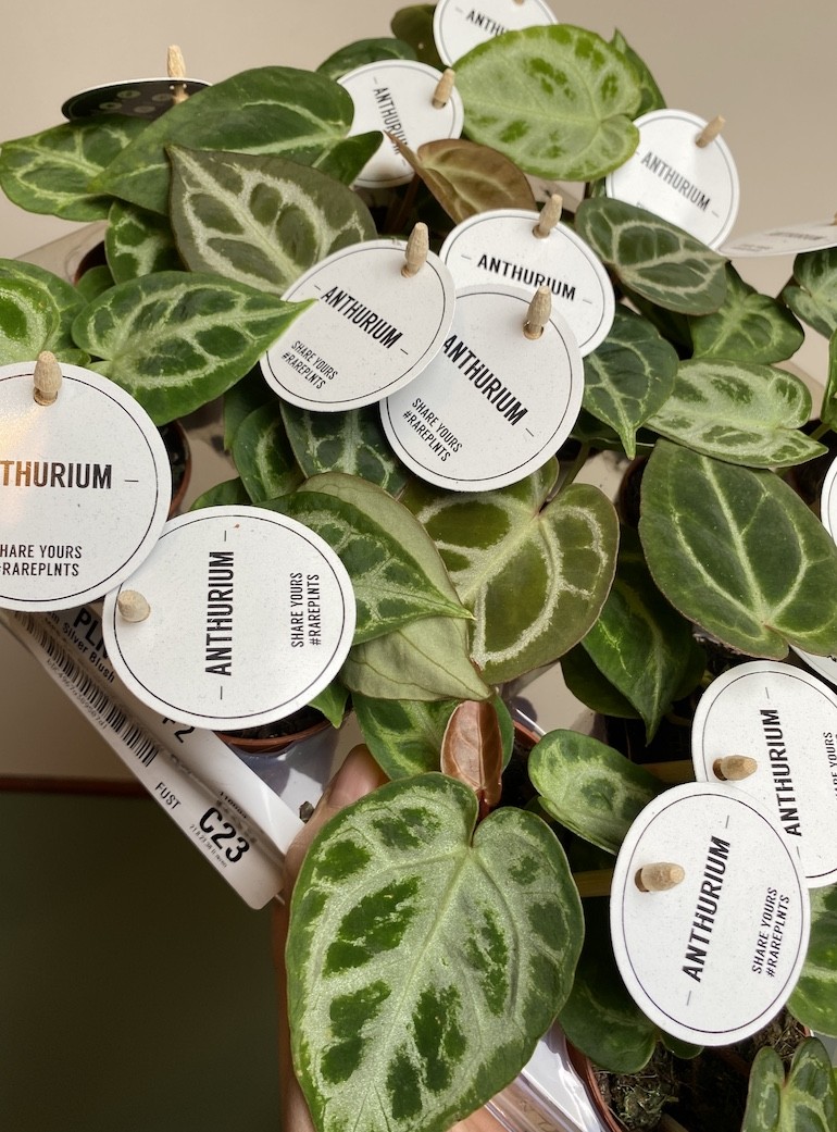 Anthurium Silver Blush