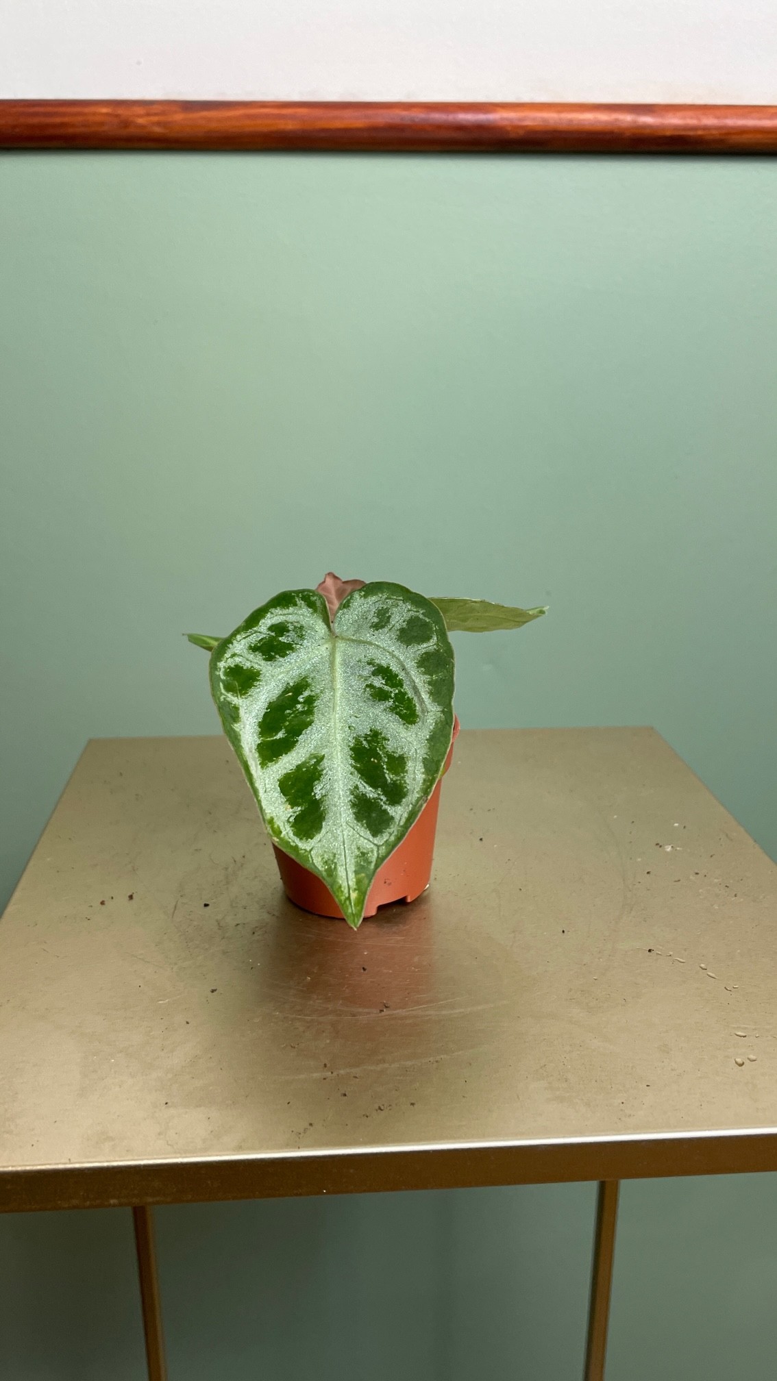 Anthurium Silver Blush