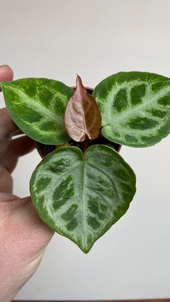 Anthurium Silver Blush