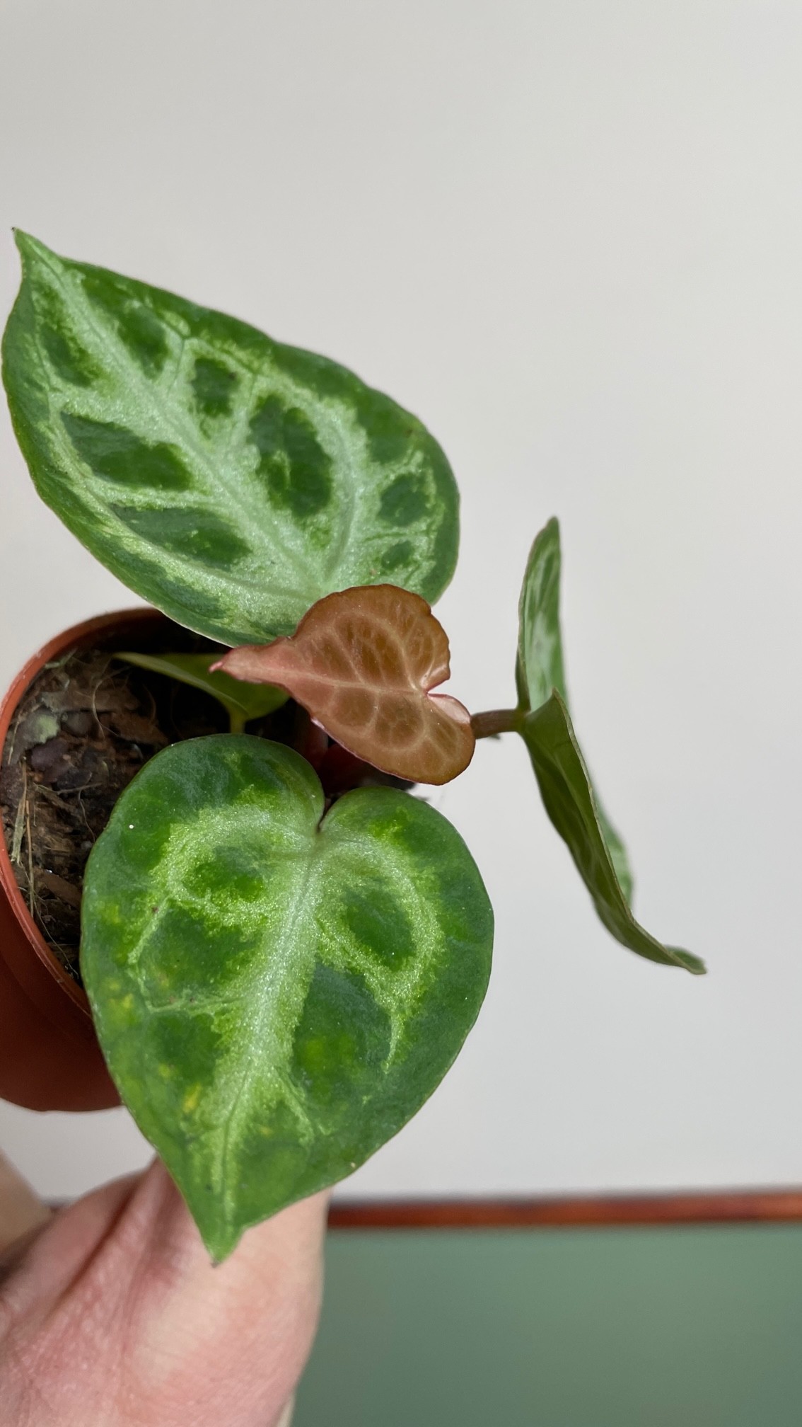 Anthurium Silver Blush