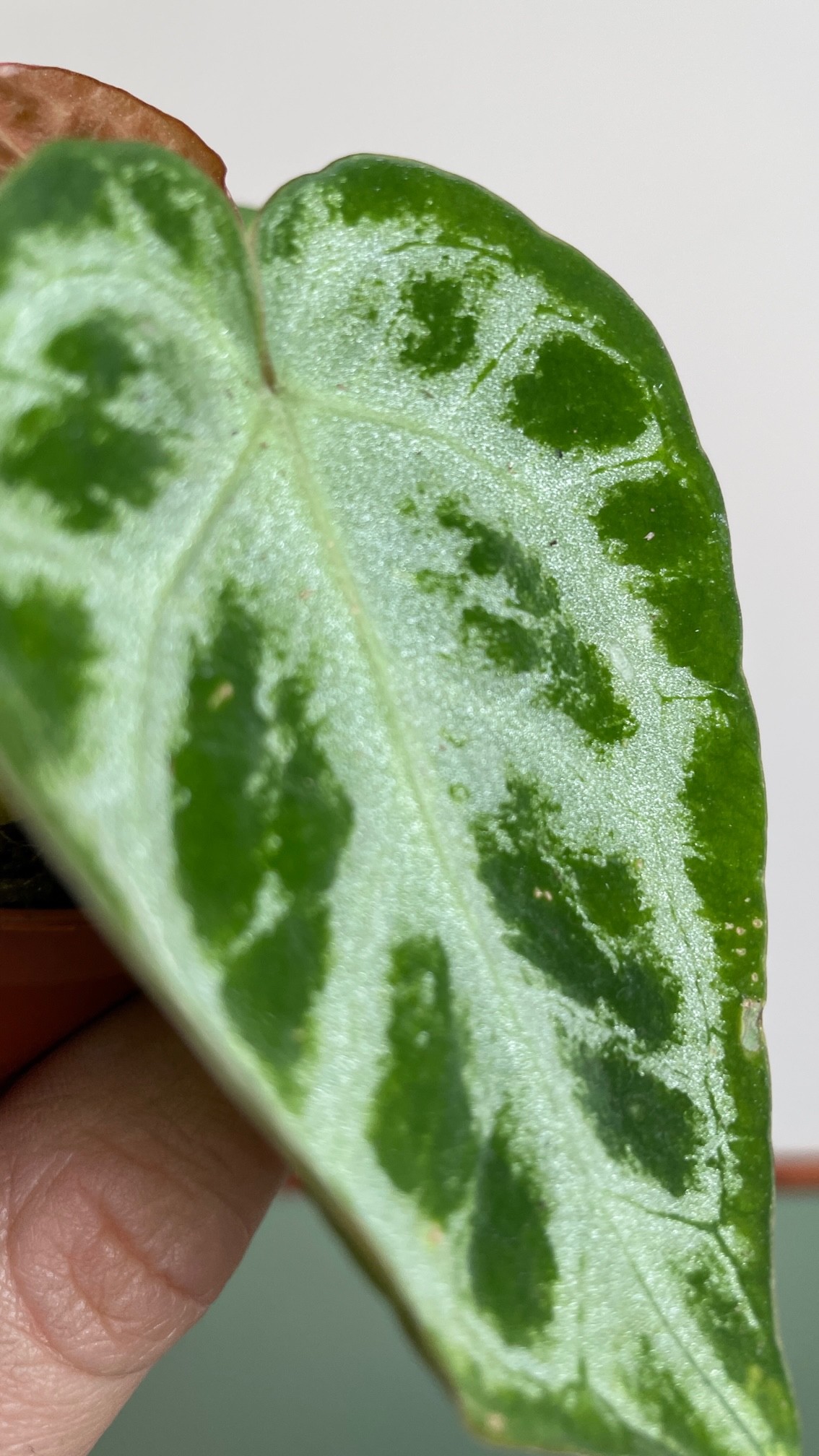 Anthurium Silver Blush