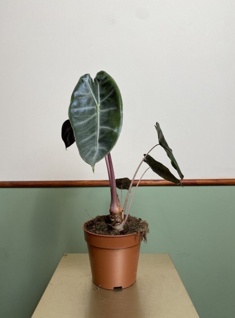 Alocasia Purple Nights